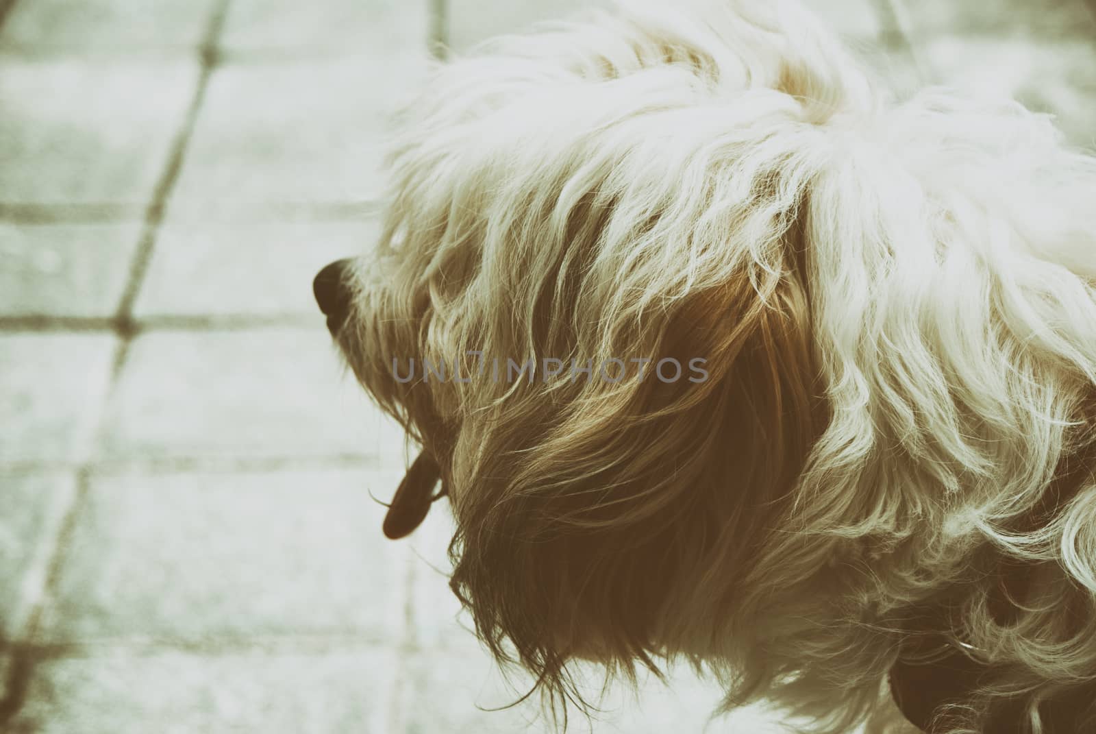 Photograph of a hairy dog on a concrete floor