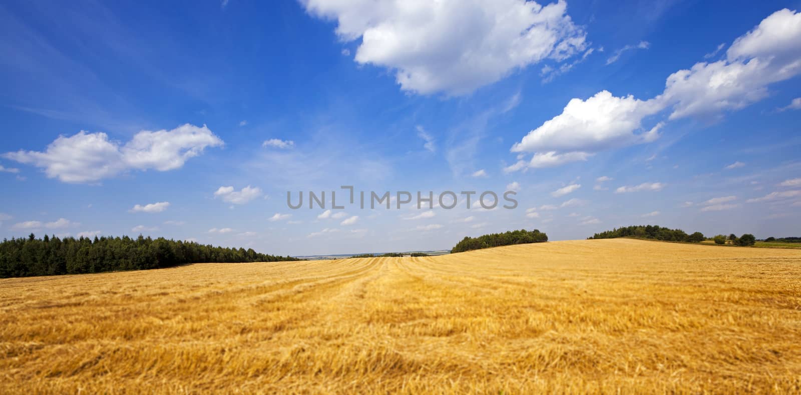 an agricultural field on which were the crop of cereals 