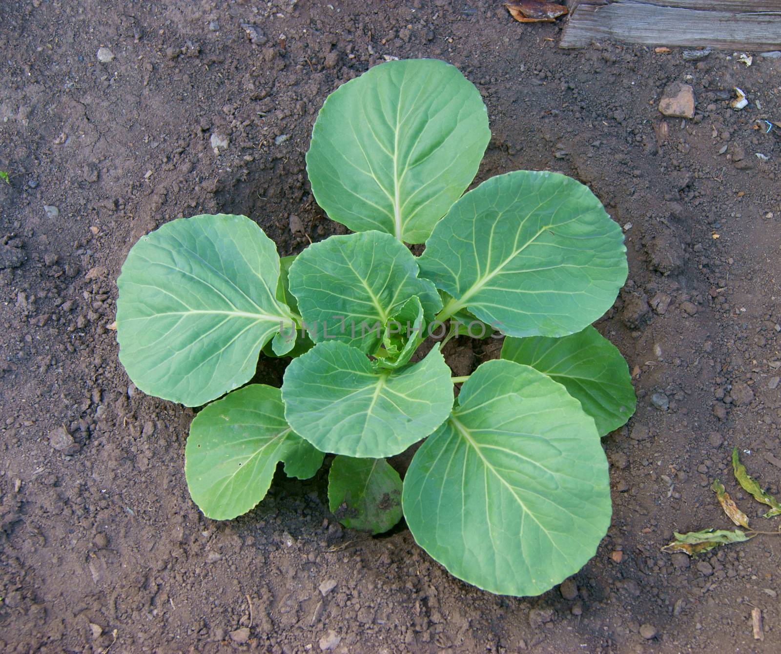 The Seedling of the cabbage on vegetable garden