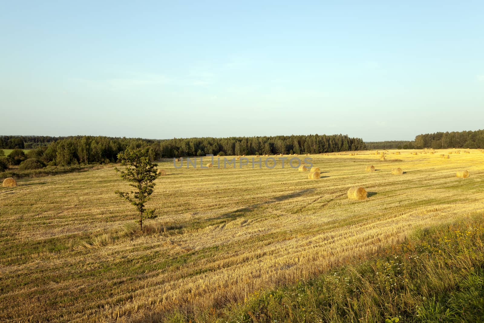 an agricultural field on which there passed the harvest company of wheat