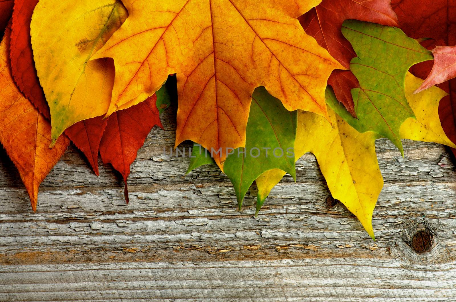 Border of Variegated Autumn Leafs isolated on Rustic Wooden background