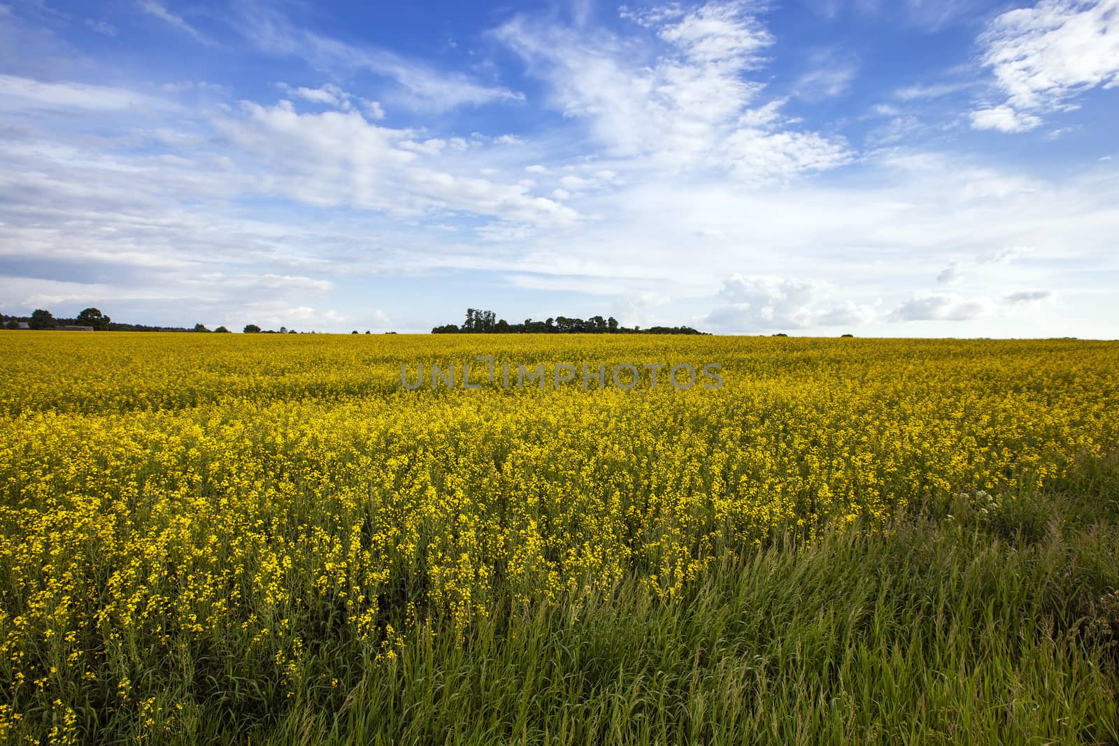  an agricultural field on which grow up cereals