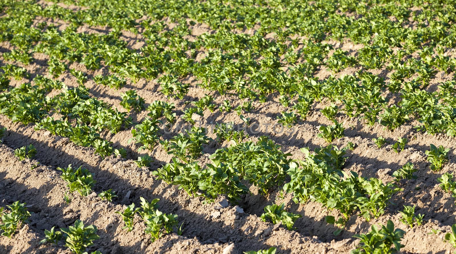   the plants of potatoes growing on an agricultural field