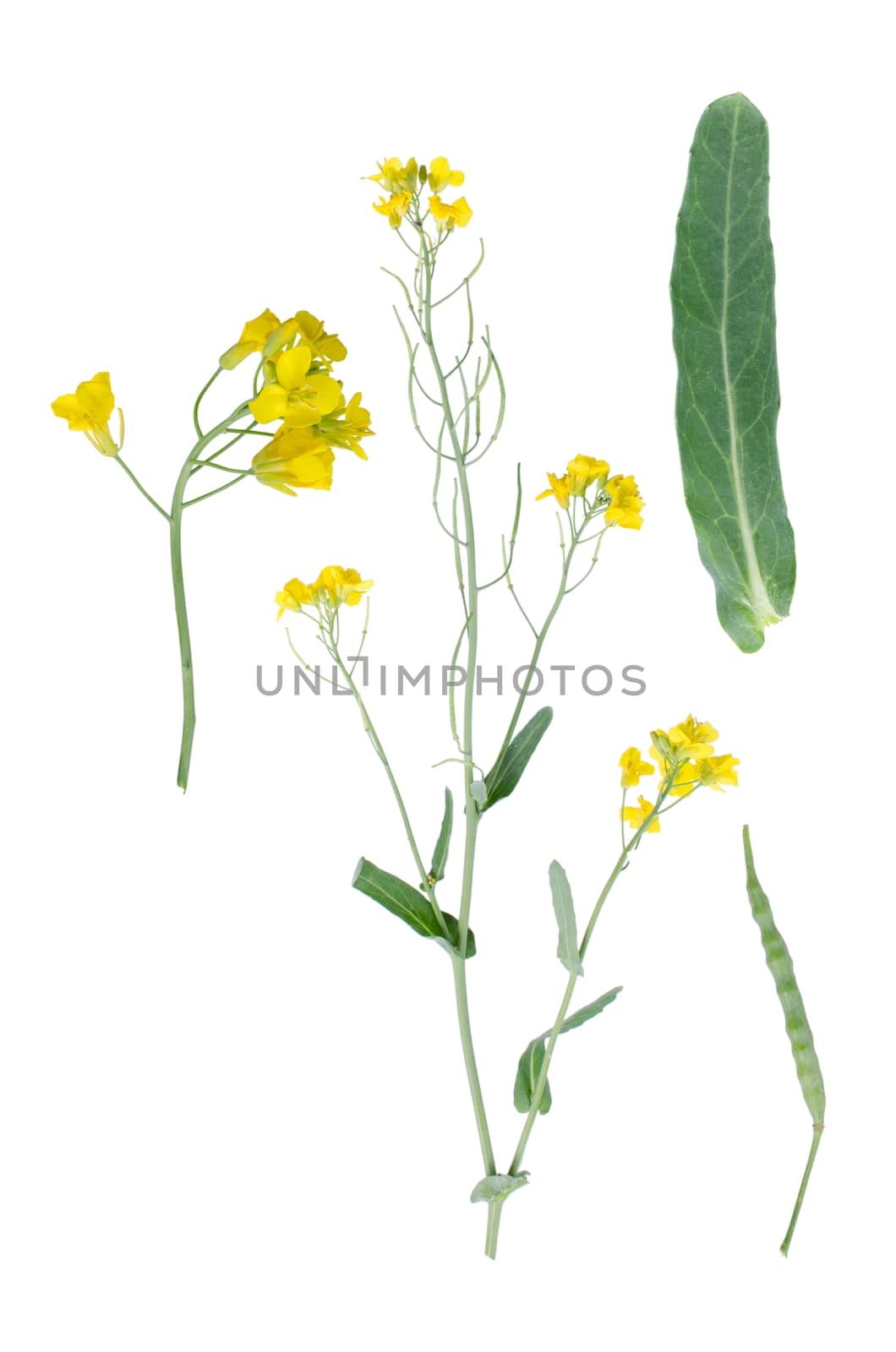Hare's ear mustard isolated on white background with three details beside.