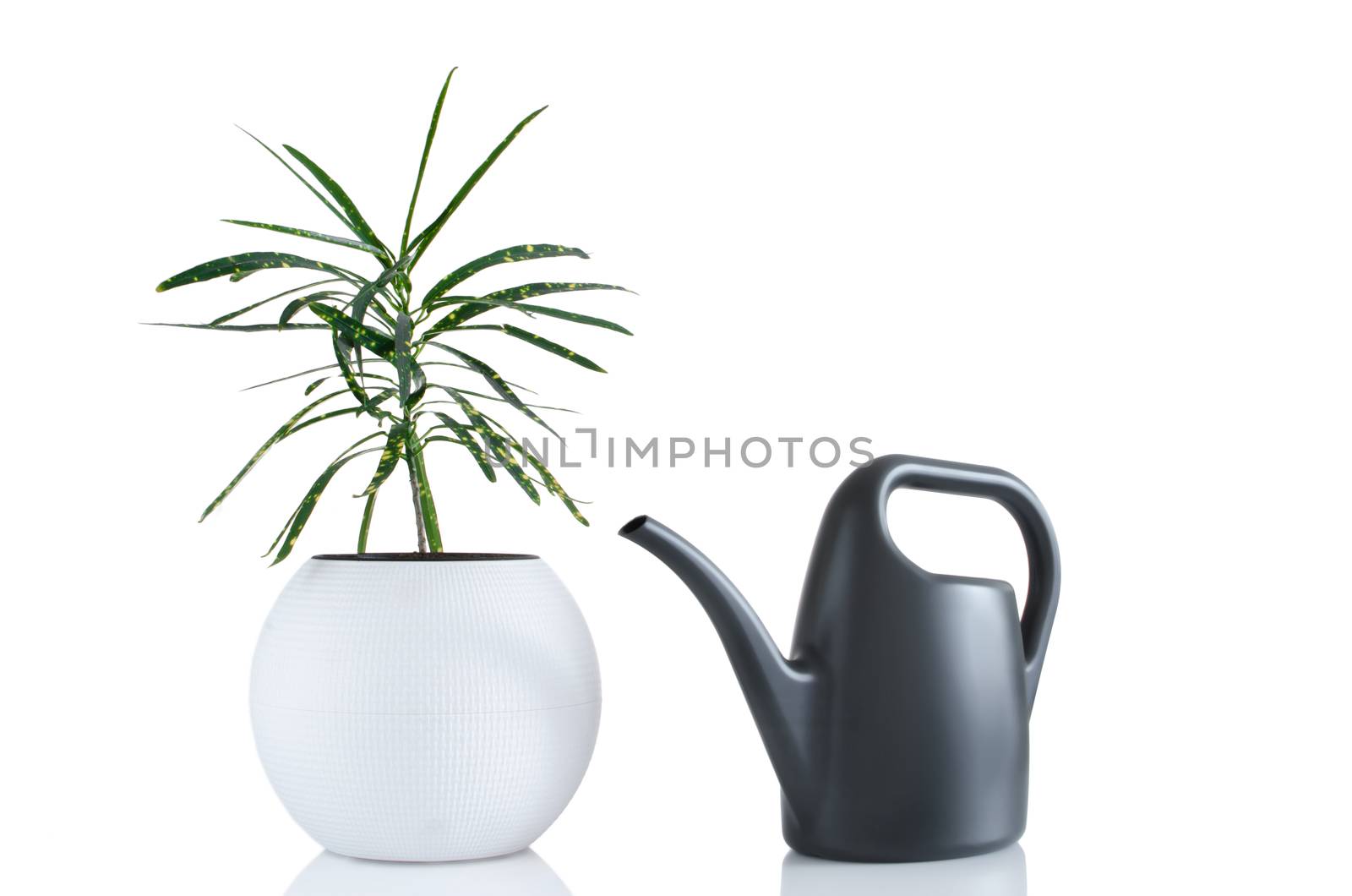 Nice houseplant in white flowerpot and grey plastic watering can isolated on white background.