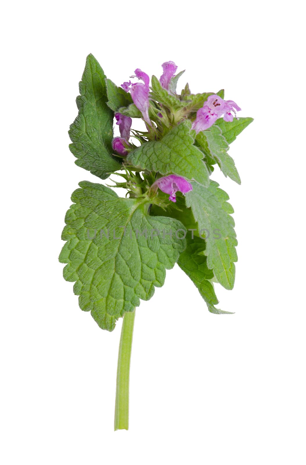 Detail of fresh nettle bloom with leaves.