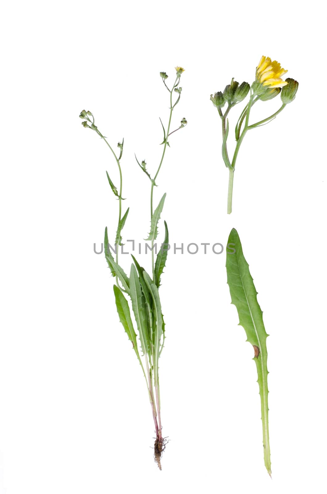Yellow hawkweed isolated on white background with details of bloom and leaf beside.