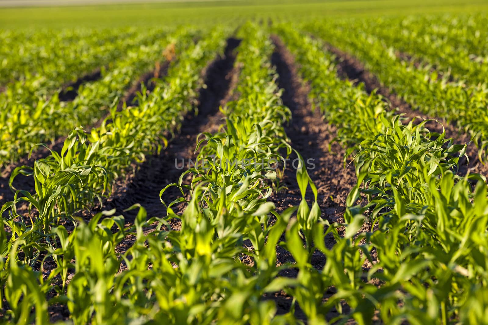   an agricultural field on which grow up corn