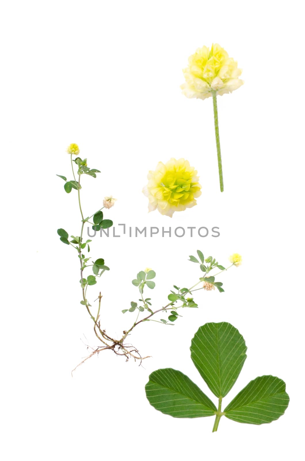 Hop Trefoil isolated on white background with details of leaf and bloom beside.