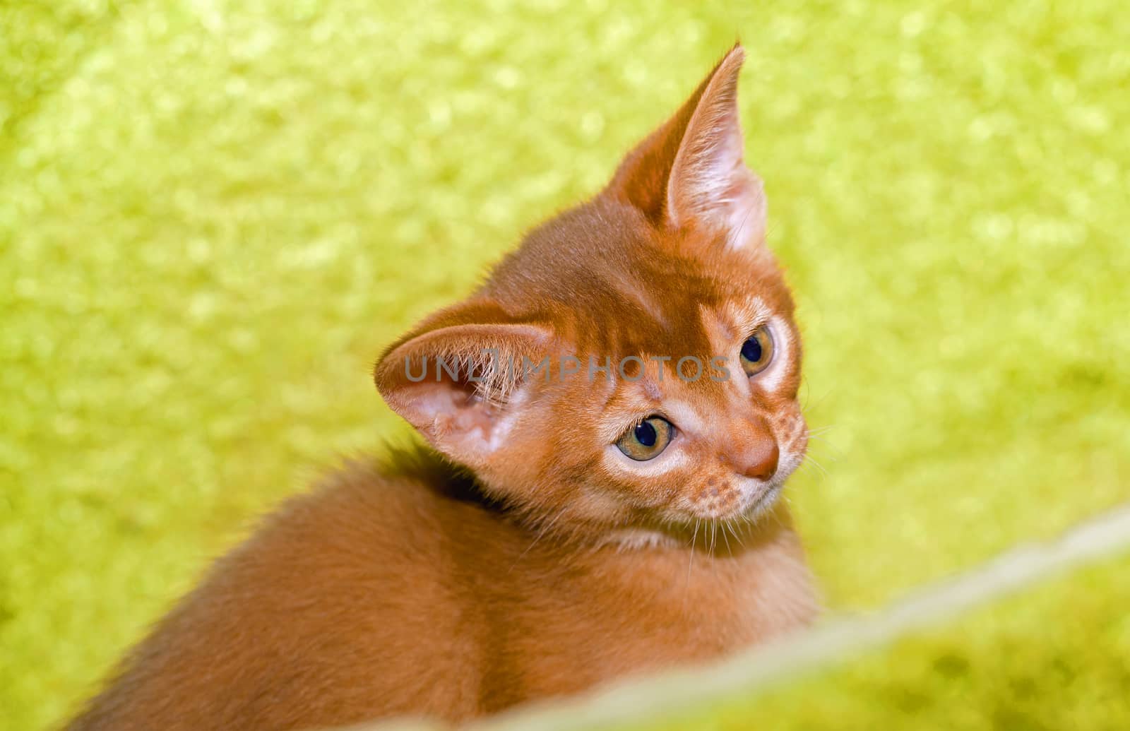   photographed by a close up a little Abyssinian kitten