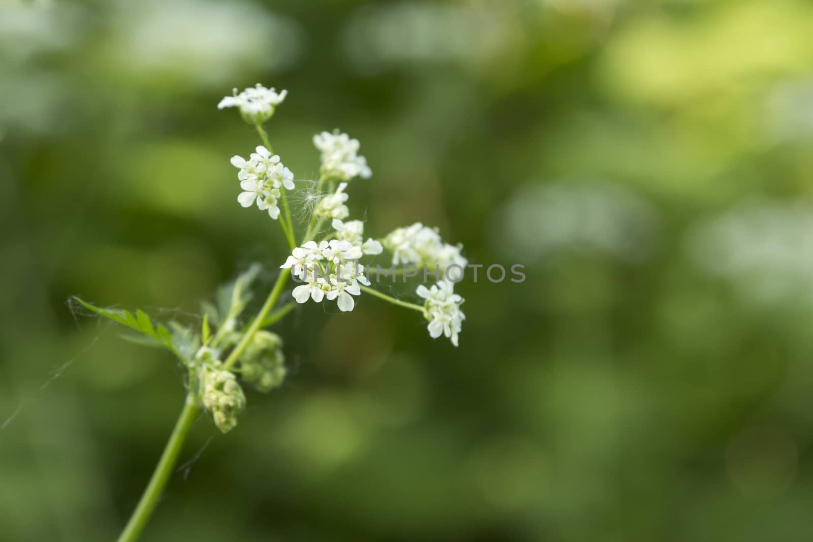 An isolated flower in a lush envirionment with some bokeh