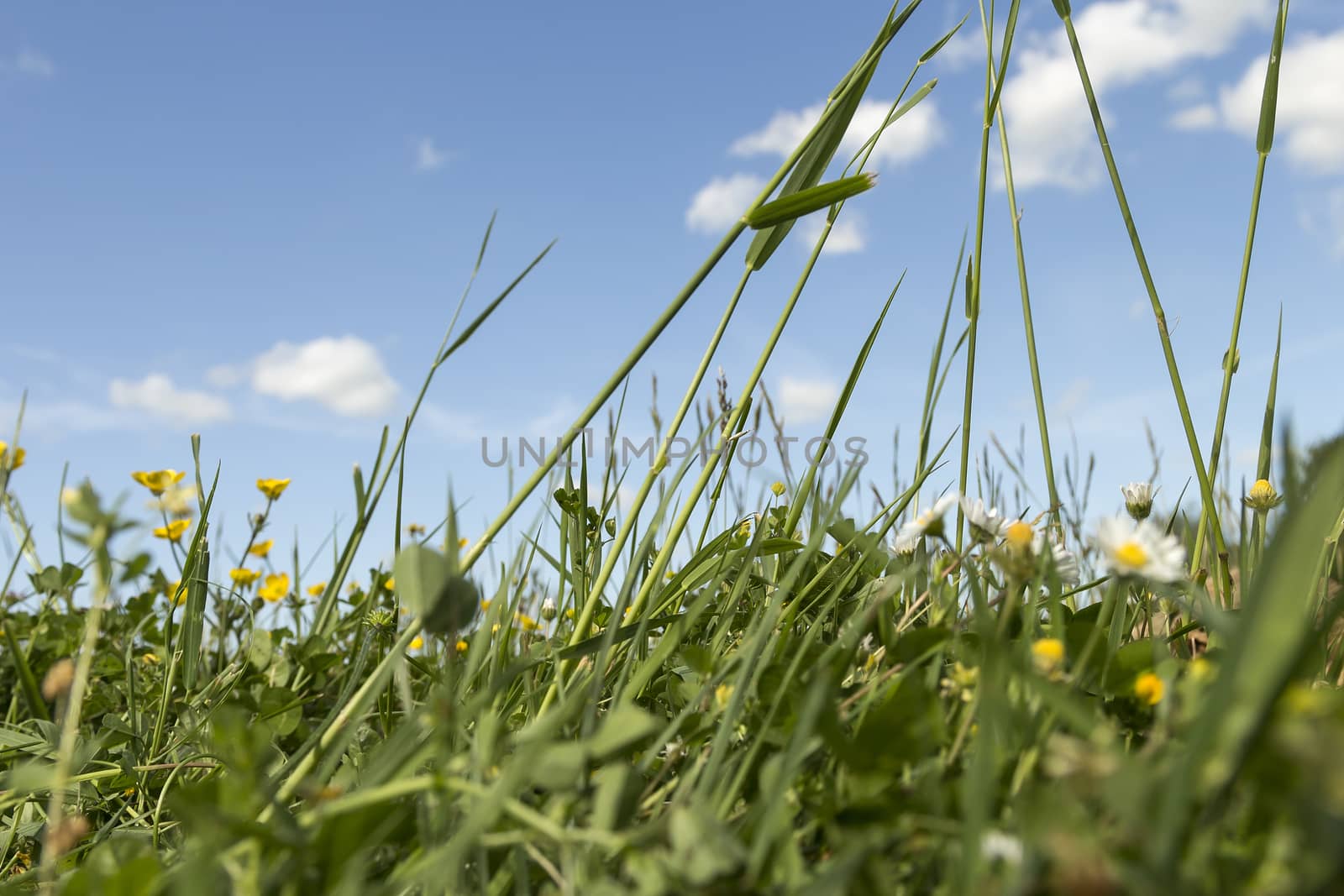 A very low angle photo of an meadow with grass and flowers and the blue canvas with some clouds in the background