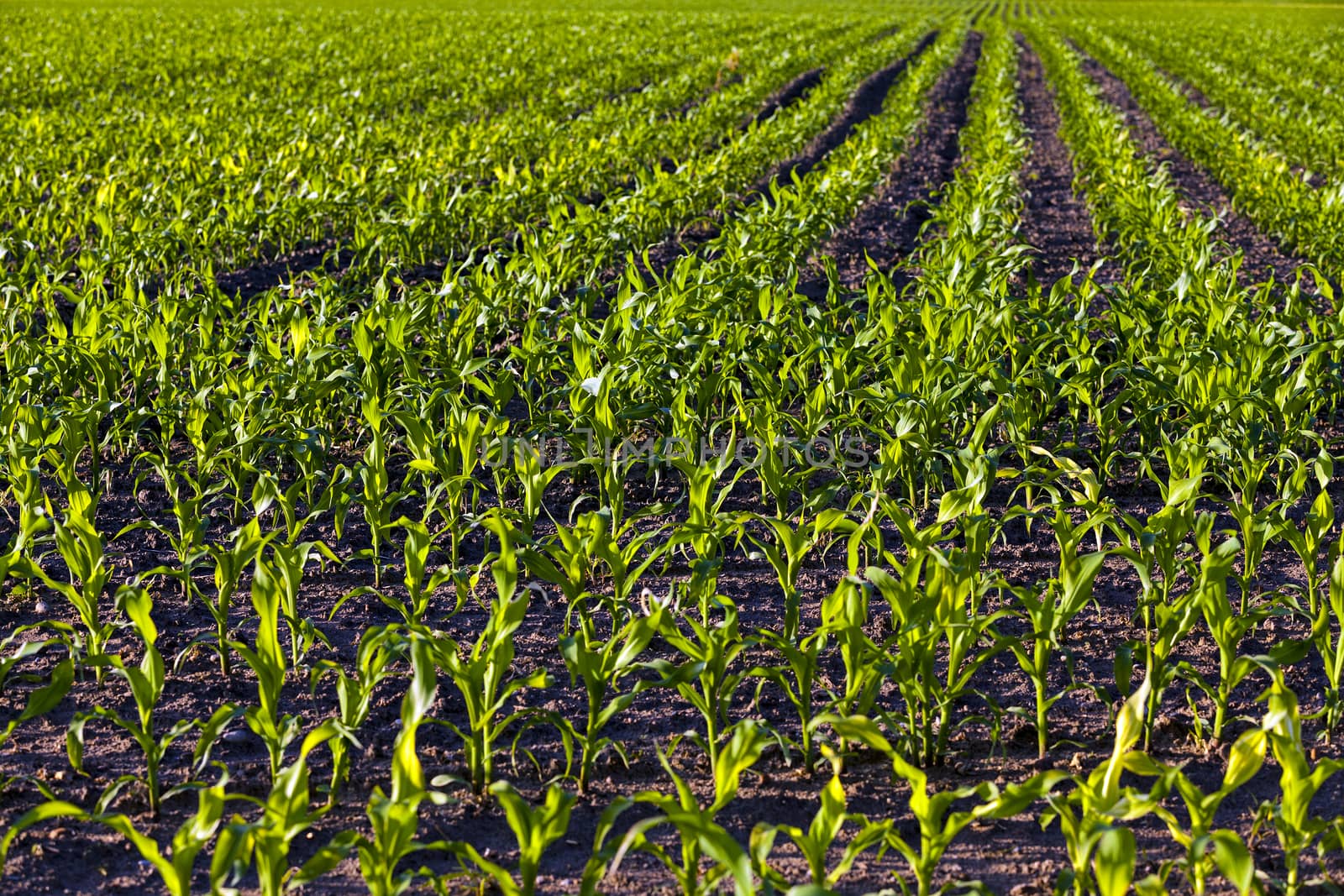   an agricultural field on which grow up corn