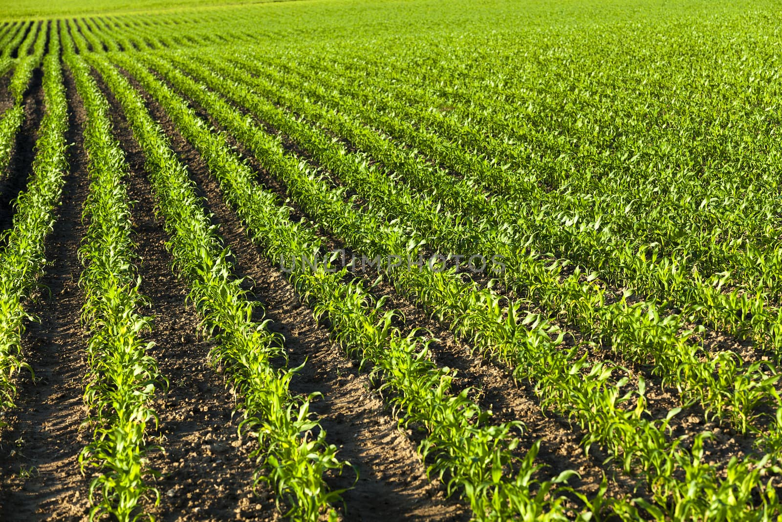   an agricultural field on which there were young sprouts of corn