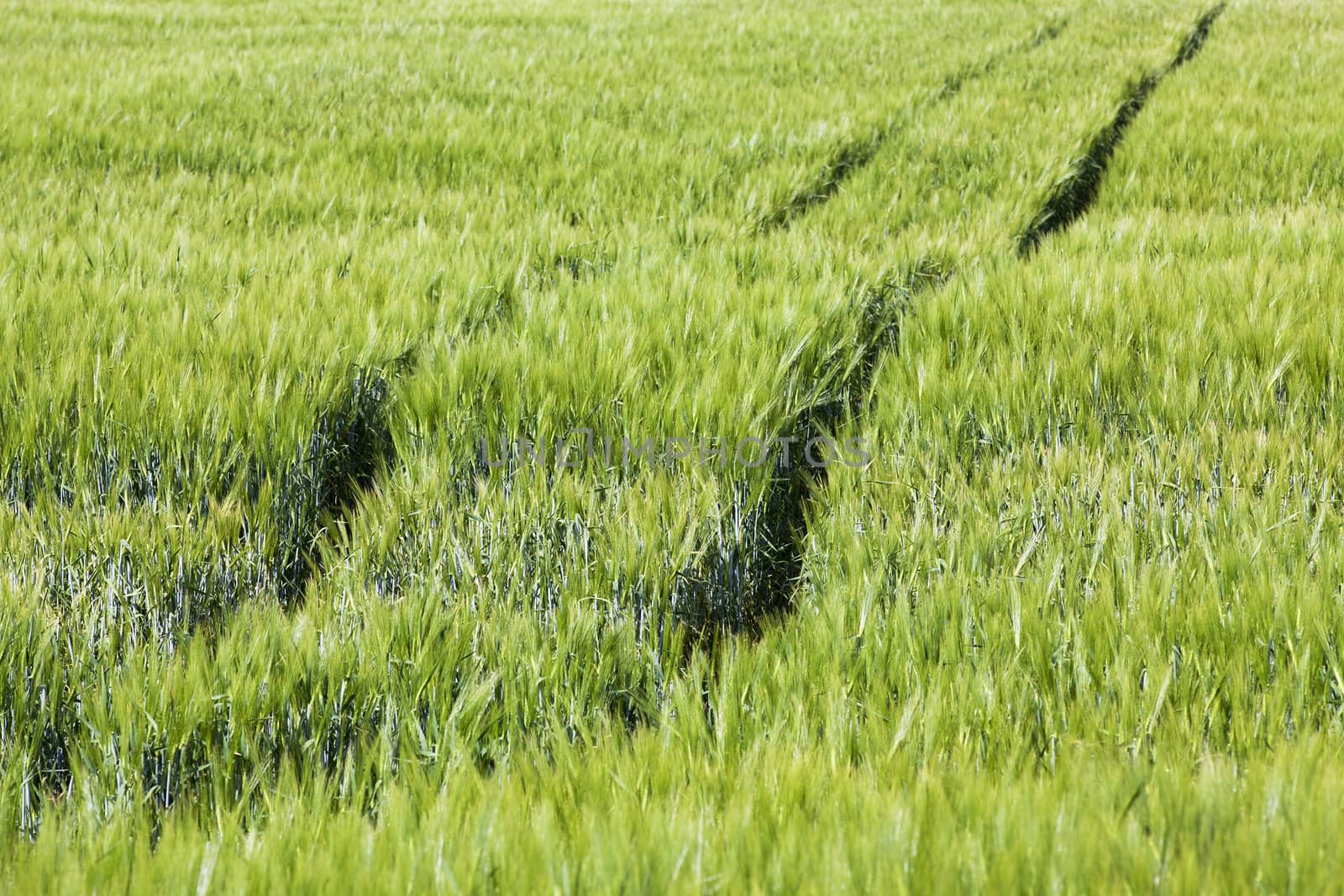  an agricultural field on which grow up cereals