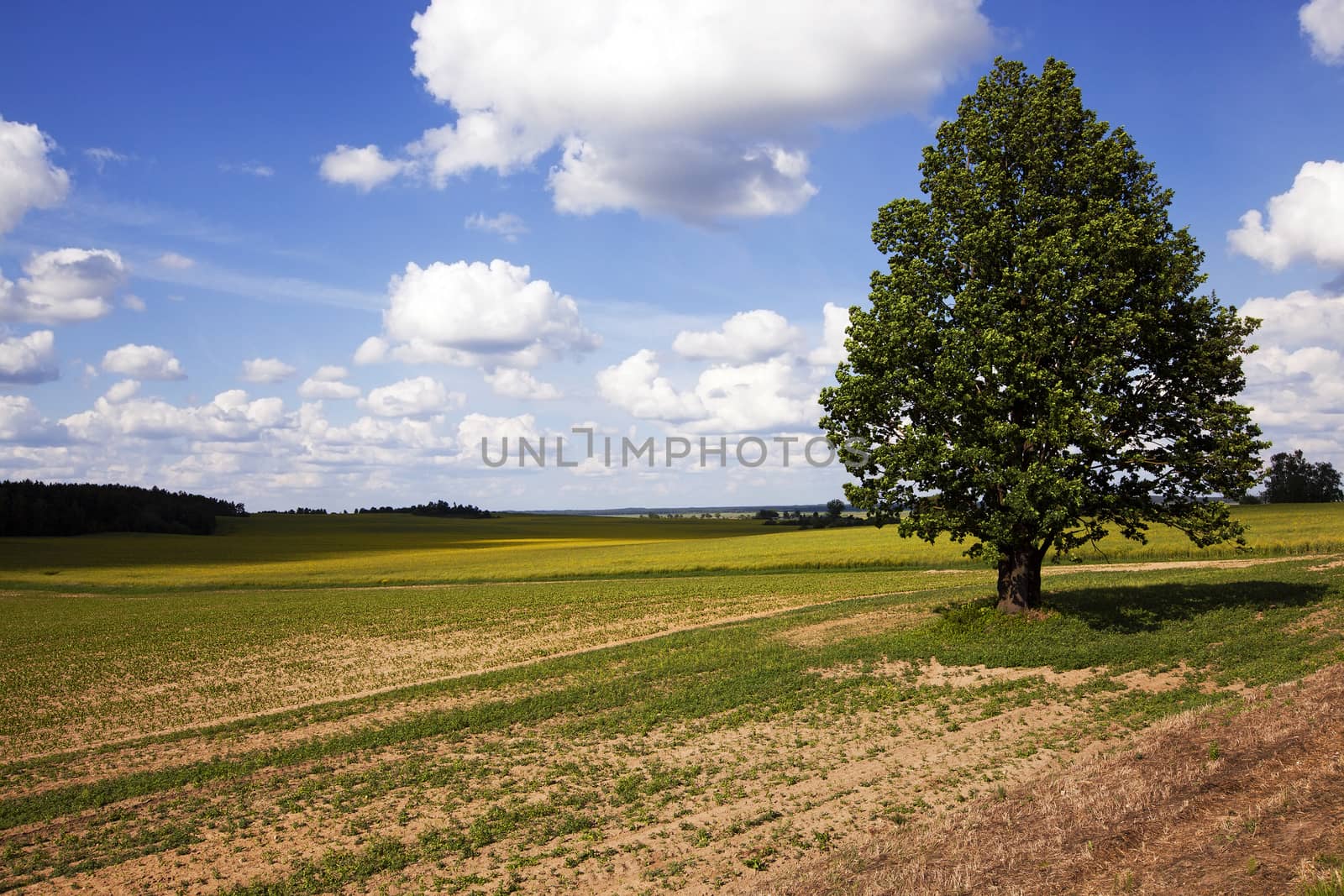   the tree of a birch growing in a field on which grow up plants