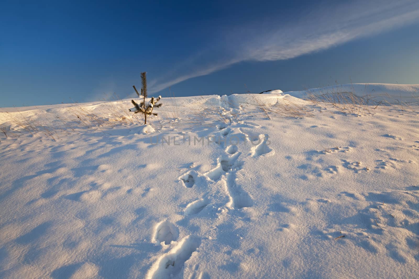   the agricultural field covered with snow. winter season. Belarus