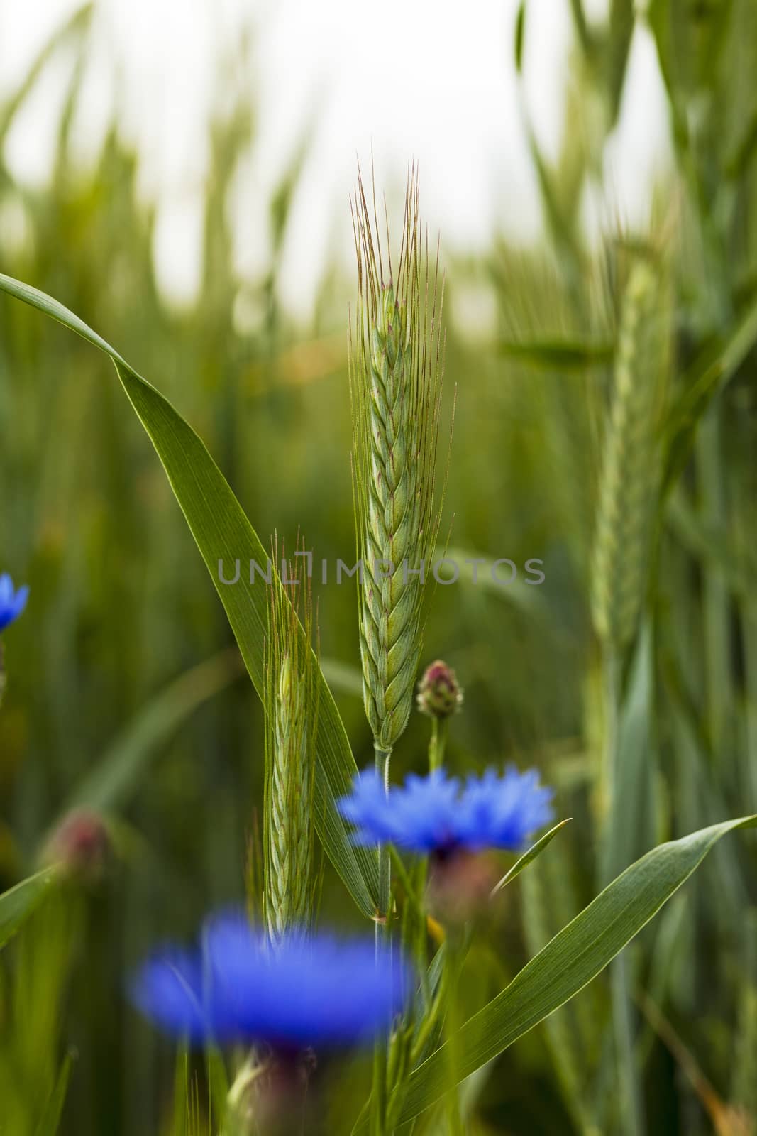 green wheat    by avq