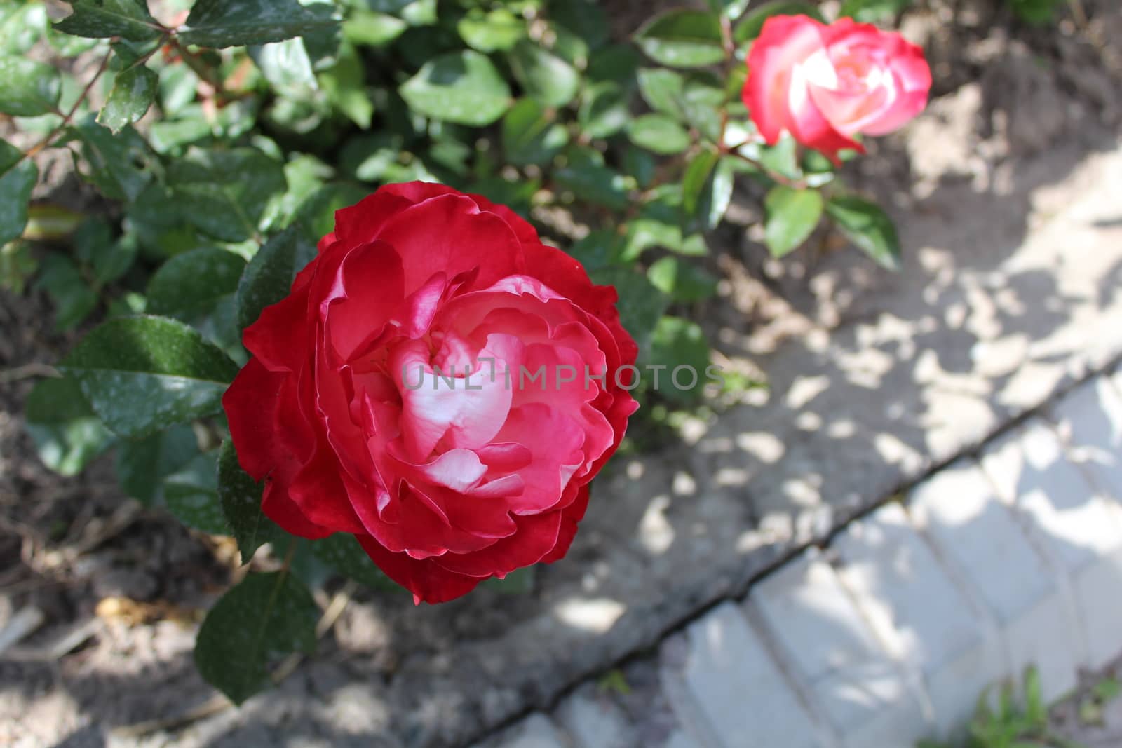 Photo Beautiful rose flower in the garden, spring.