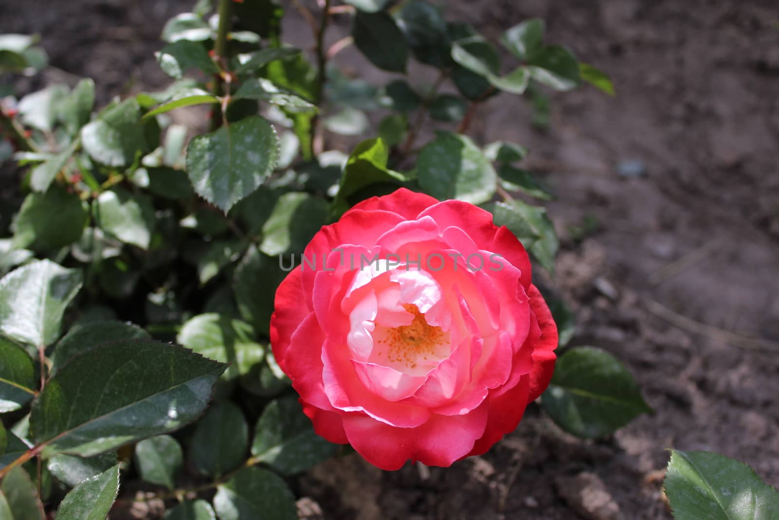 Photo Beautiful rose flower in the garden, spring.