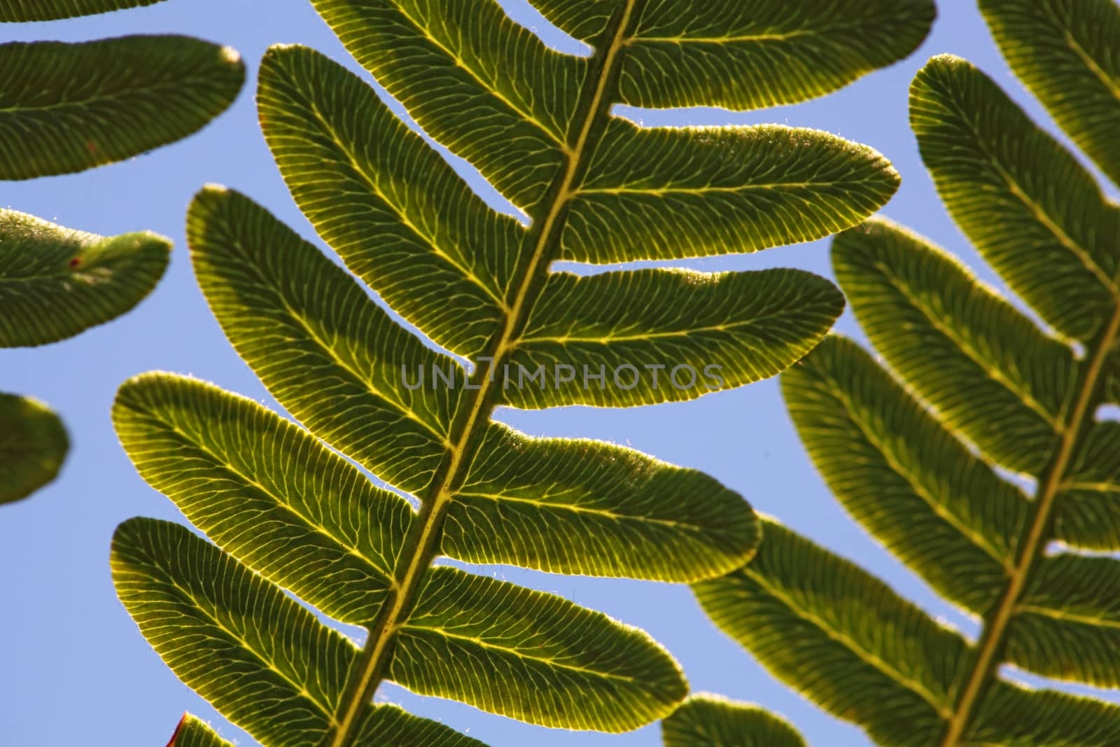 Macro photo of a bracken fern leaf (Pteridium aquilinum)