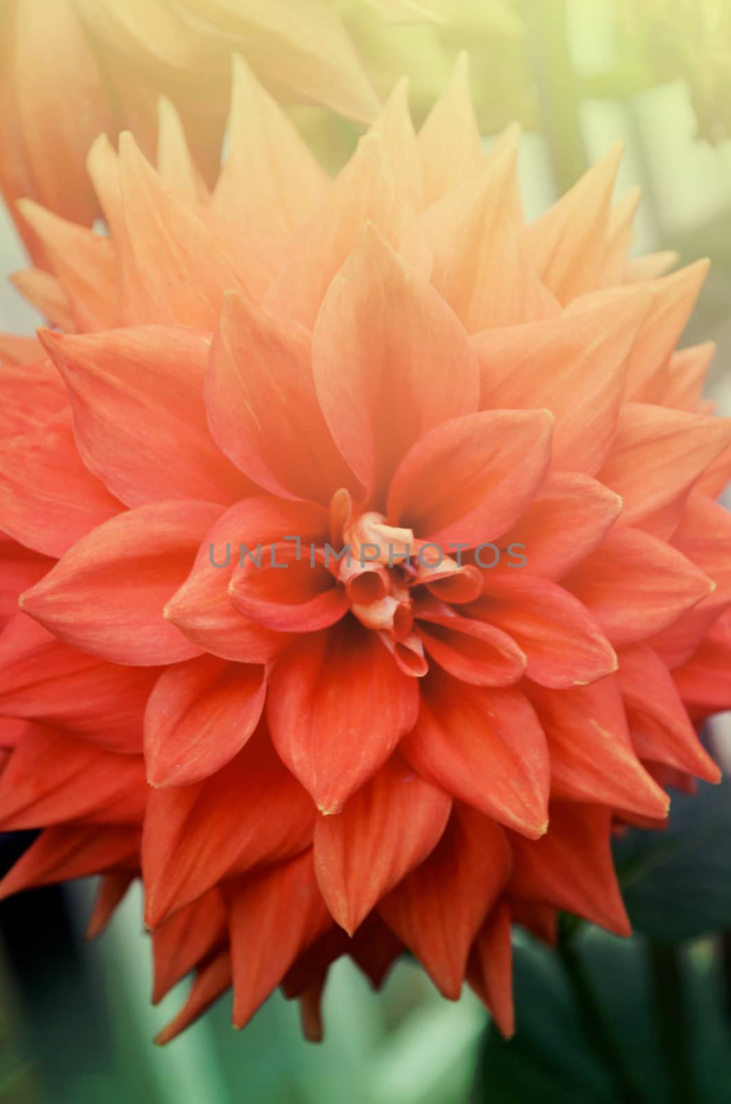 Closeup of beautiful red-orange color flowers in the garden by Emdaduljs