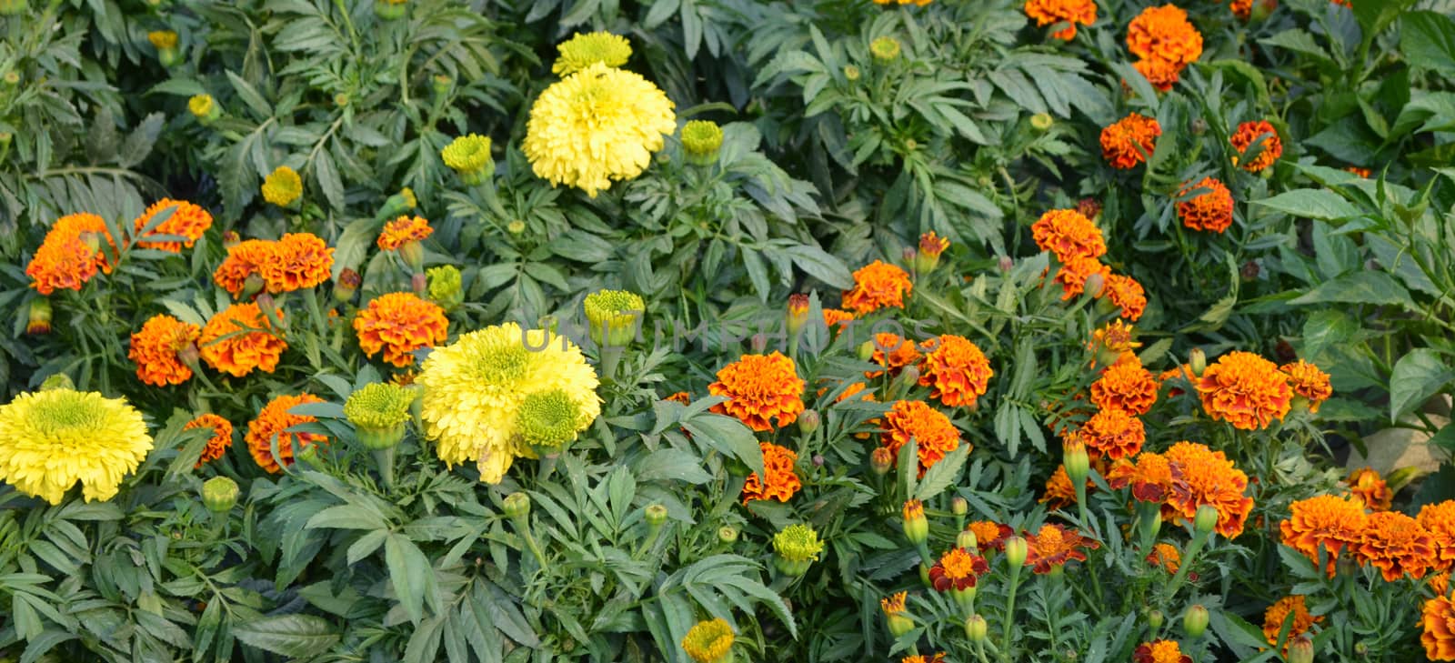 A garden of yellow color flowers