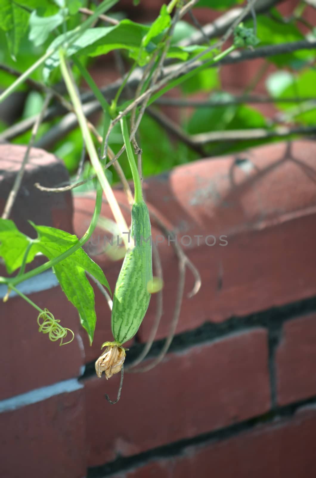 Green leaf of vegetable tree