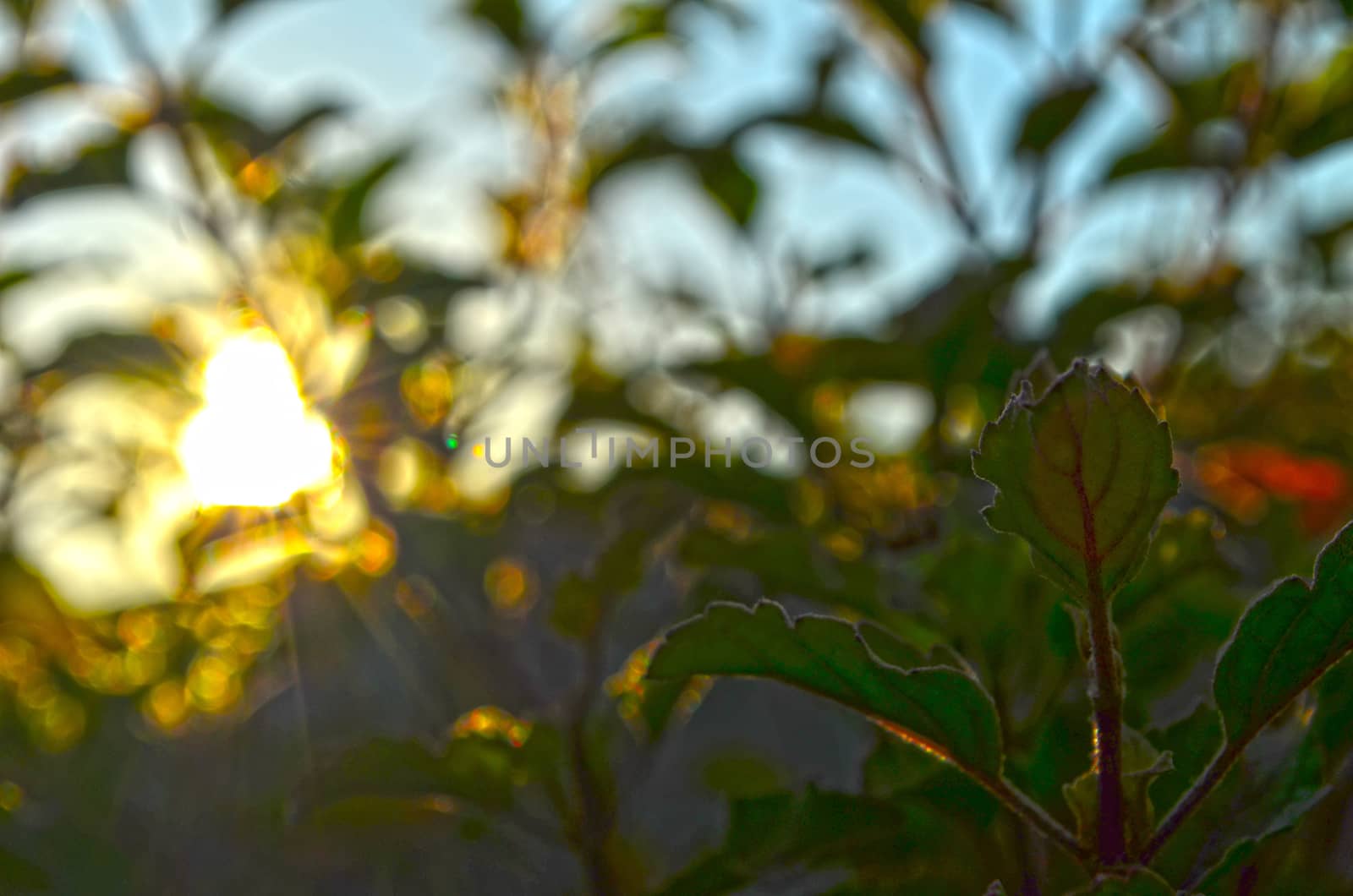 Natural Autumn tree on sky with sun