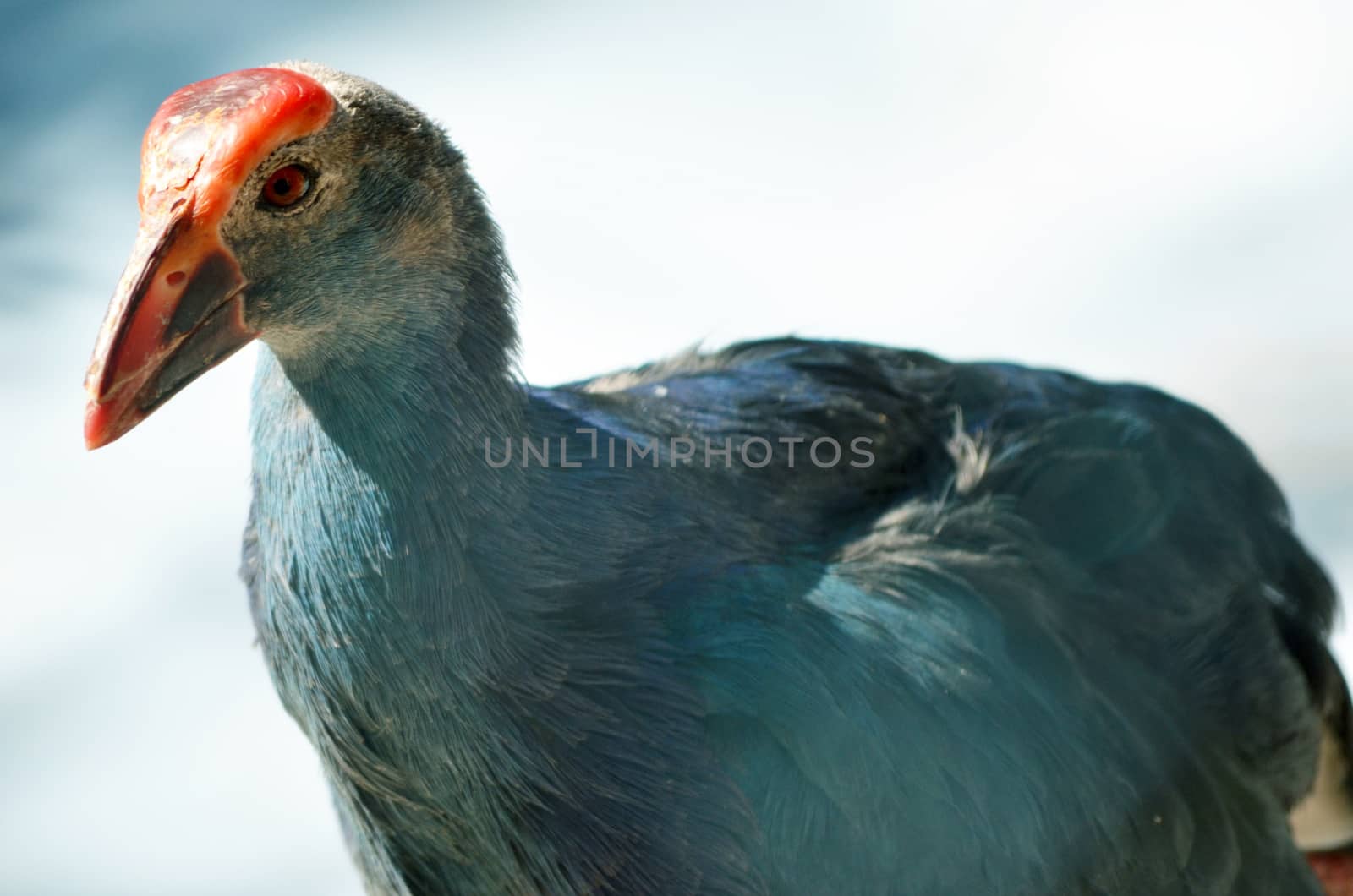 Beautiful peacock-pheasant (Polyplectron bicalcaratum) in forest.