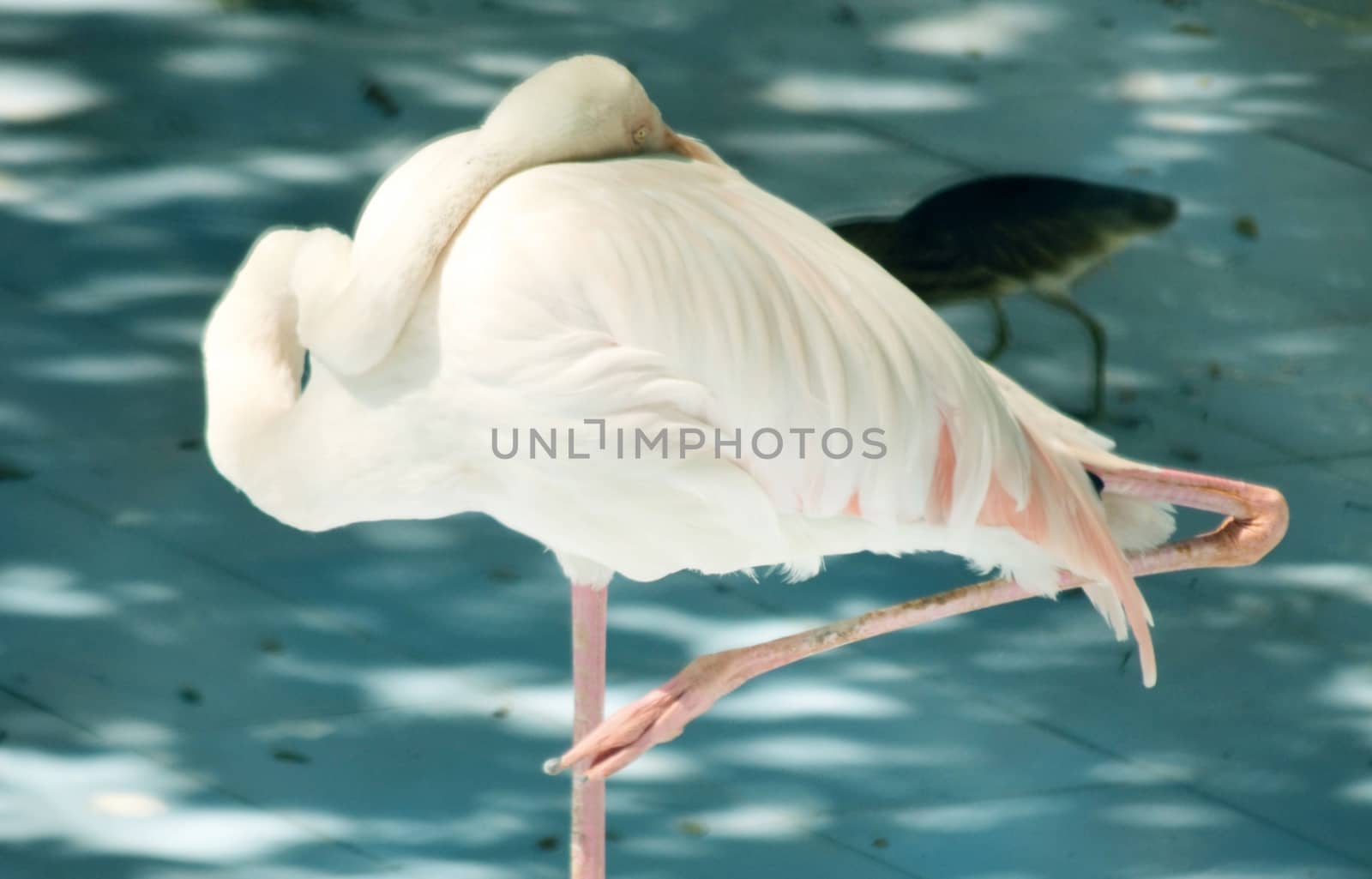 White color swan or heron bird stand with one leg