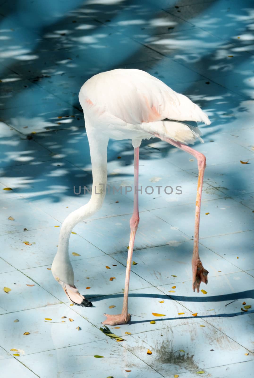 White color swan or heron bird eating or find some food by Emdaduljs