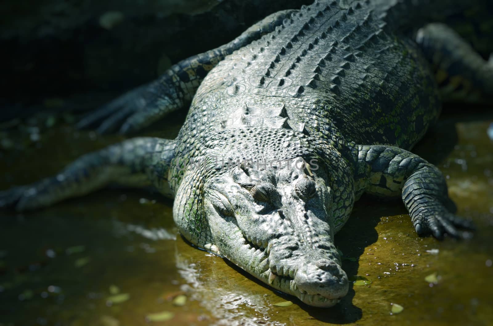 Nile Crocodile very closeup image capture.