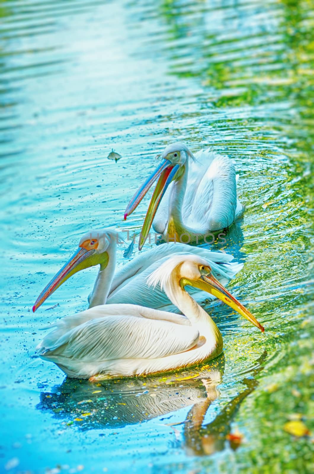 Beautiful swan on a lake.