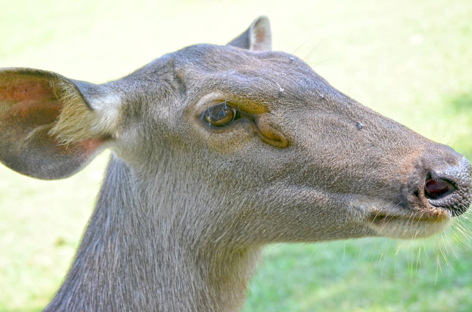 Close up of several tame deer looking to be fed.