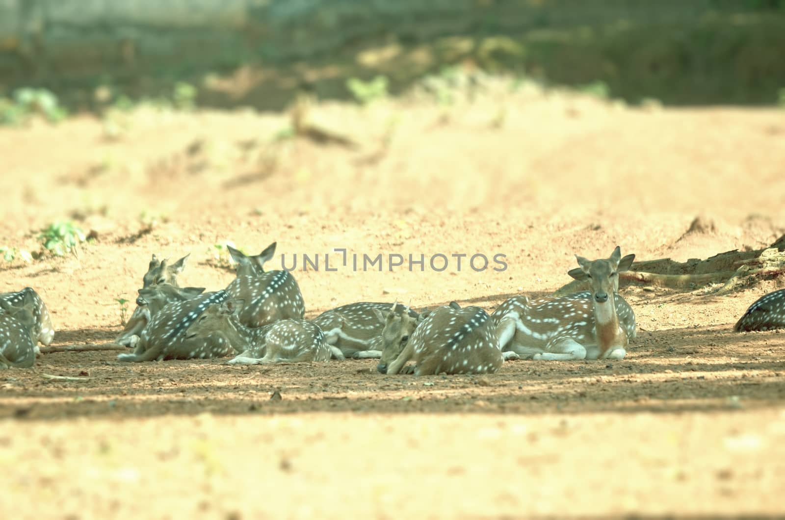 Whitetail deer doe in the field by Emdaduljs