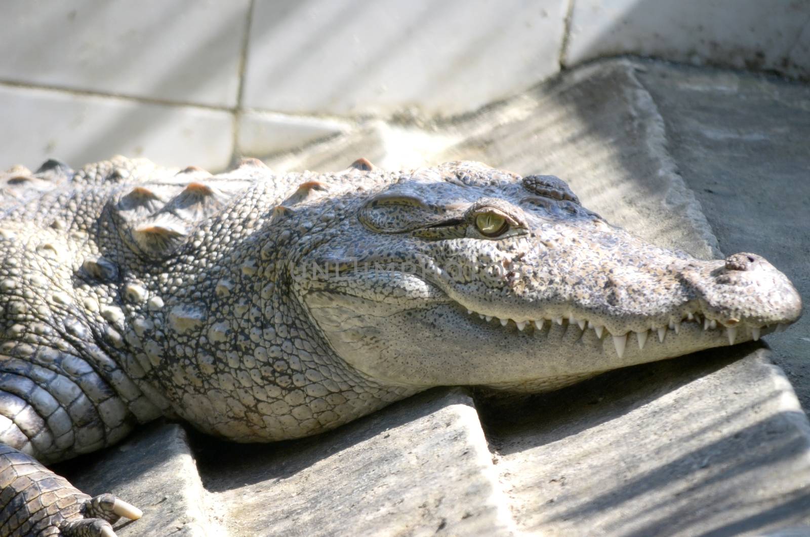 Nile Crocodile very closeup image capture by Emdaduljs