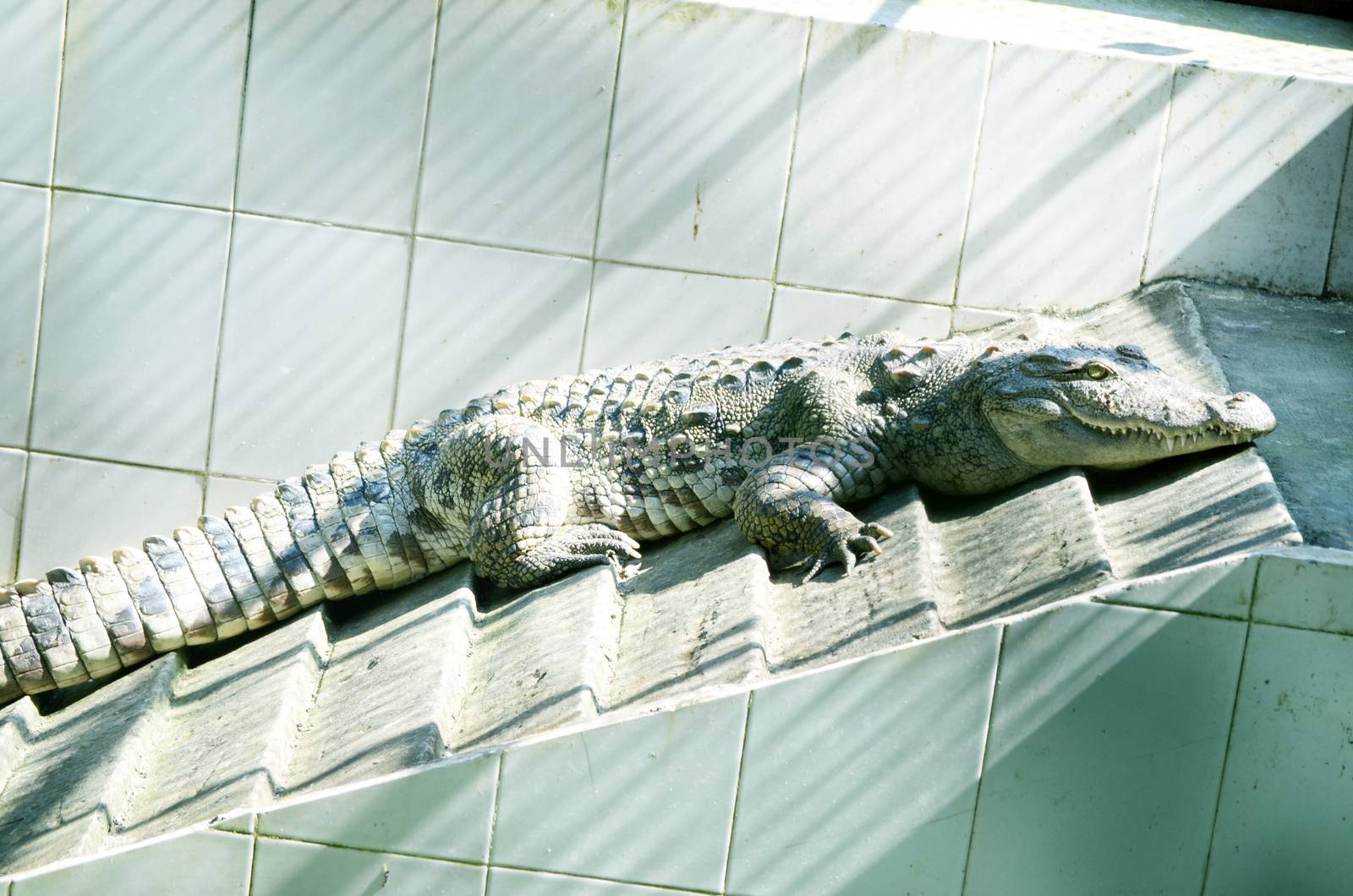 Nile Crocodile very closeup image capture