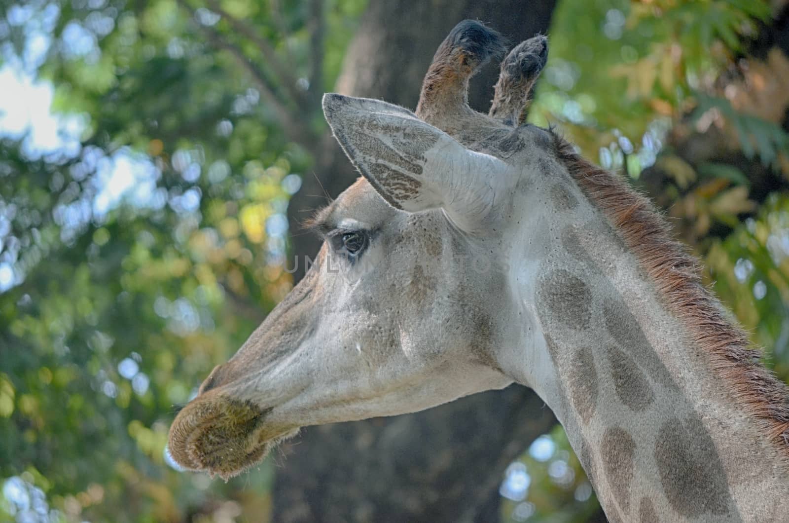 Closeup view of giraffe face.