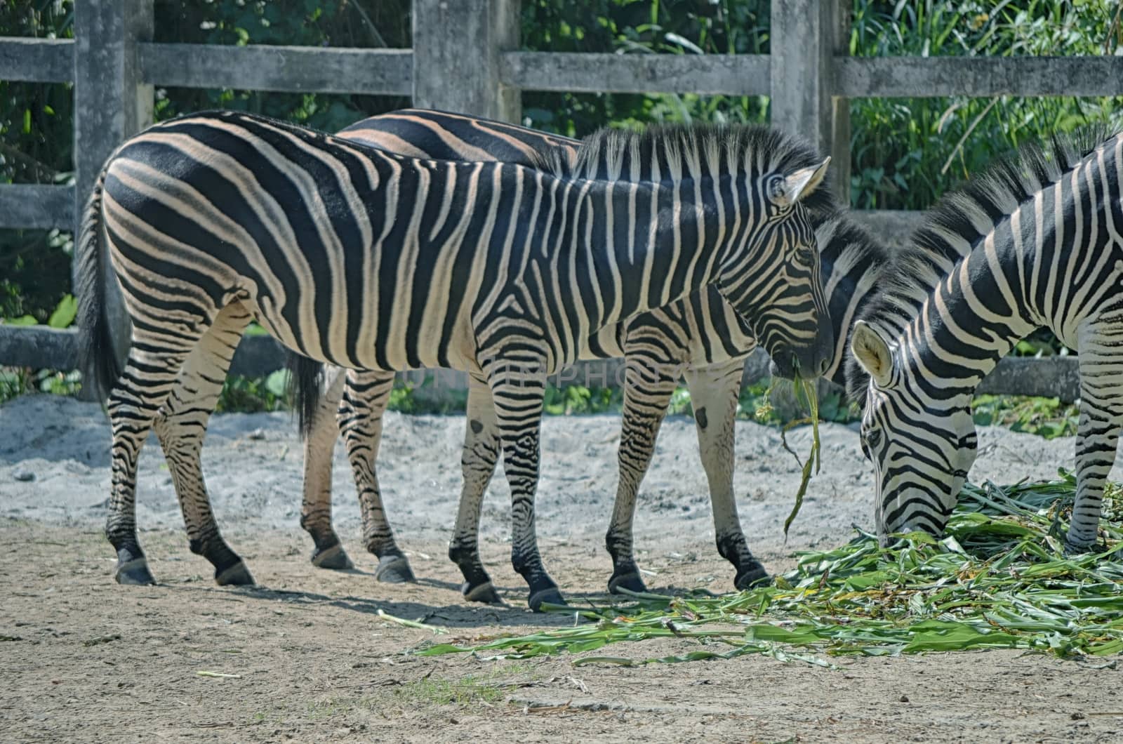 Very closeup of African Zebra