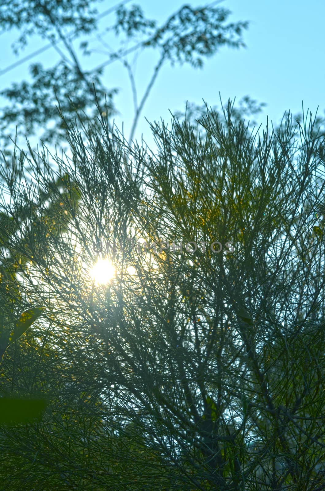 Natural Autumn tree on sky with sun