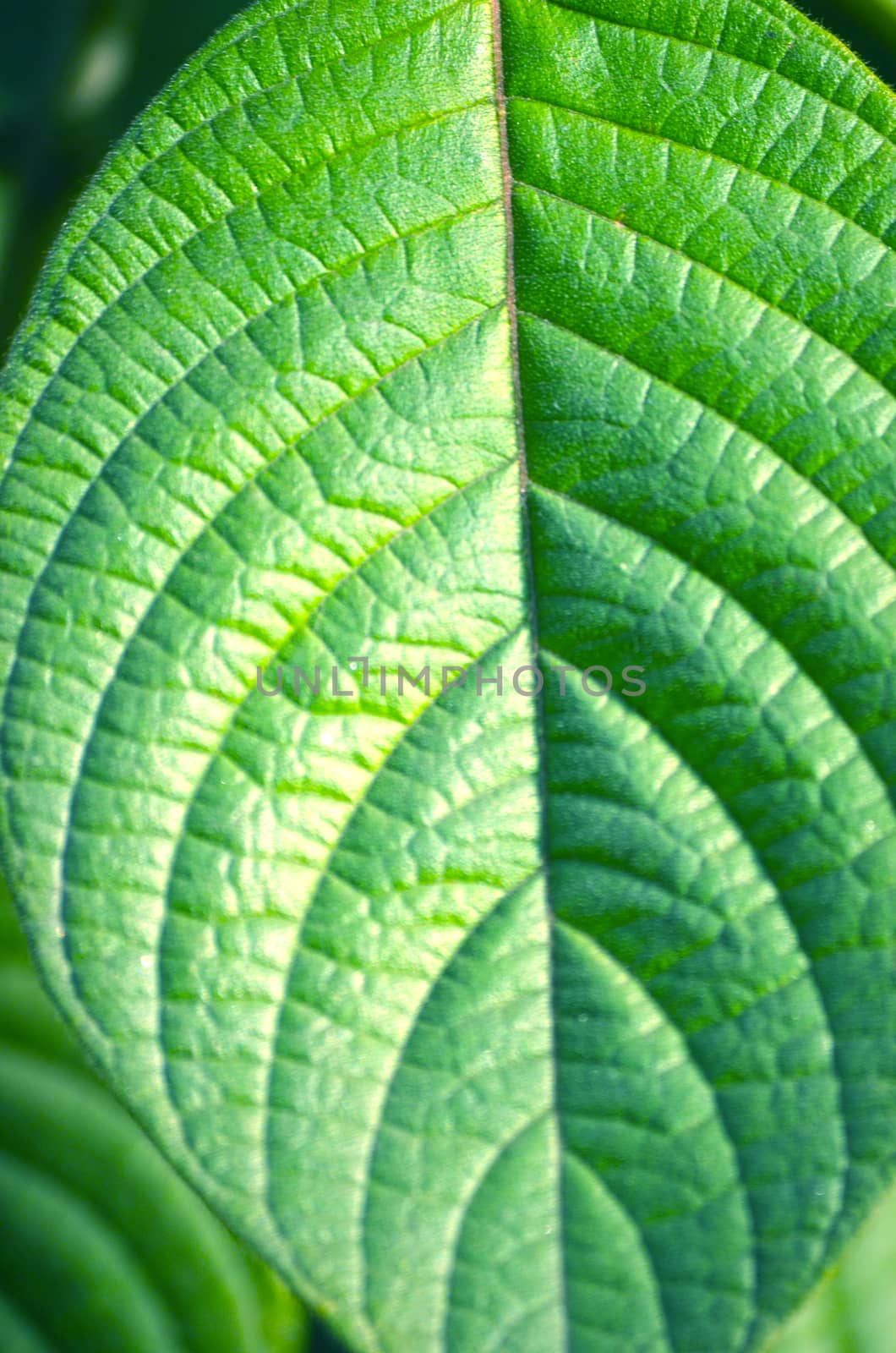 Natural leaf background captured from nature