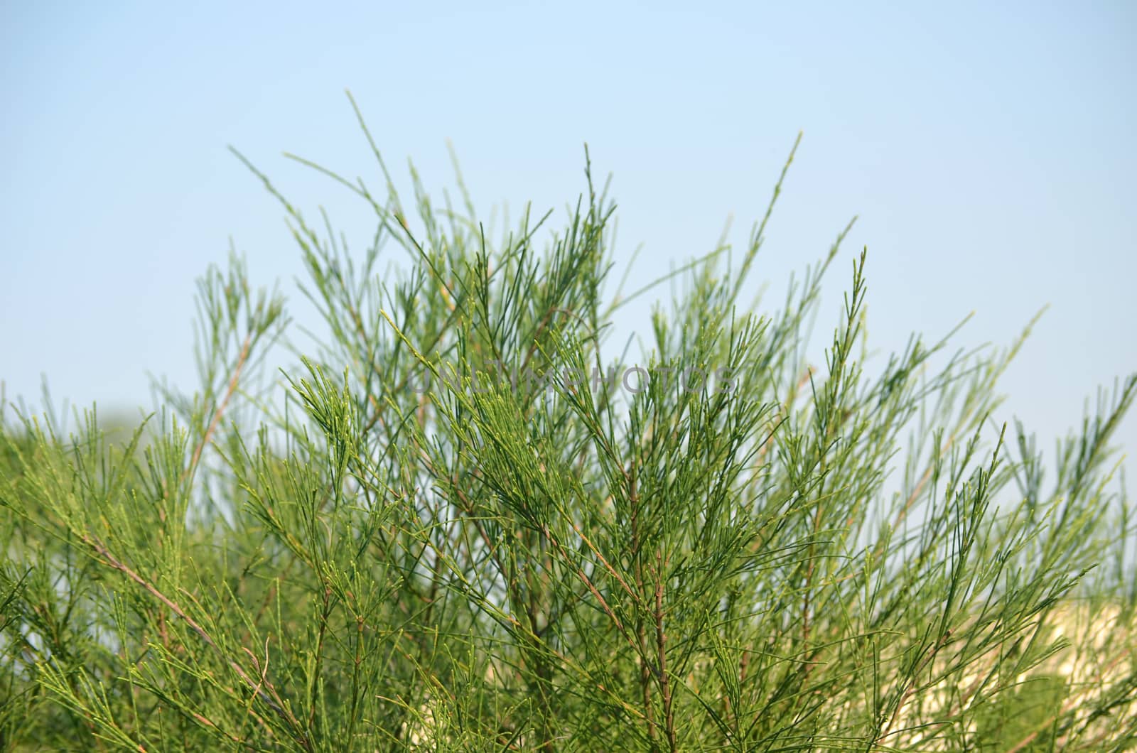 Green leaf and blue sky fine nature background.