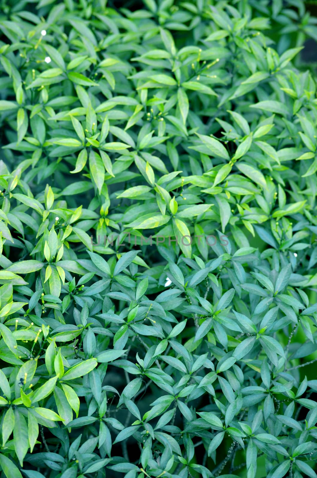 Natural leaf background captured from nature