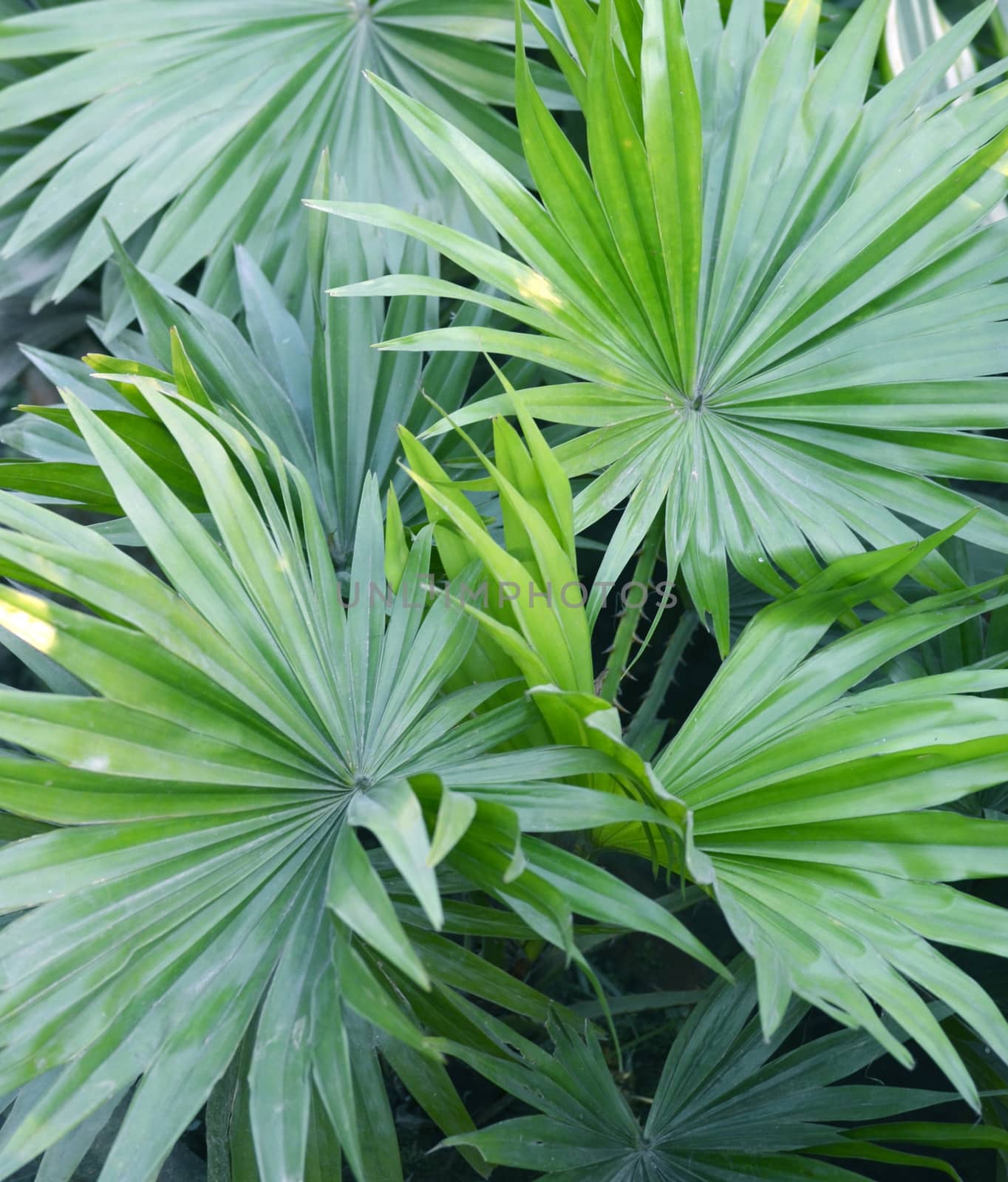 Green palm leaf very closeup. by Emdaduljs