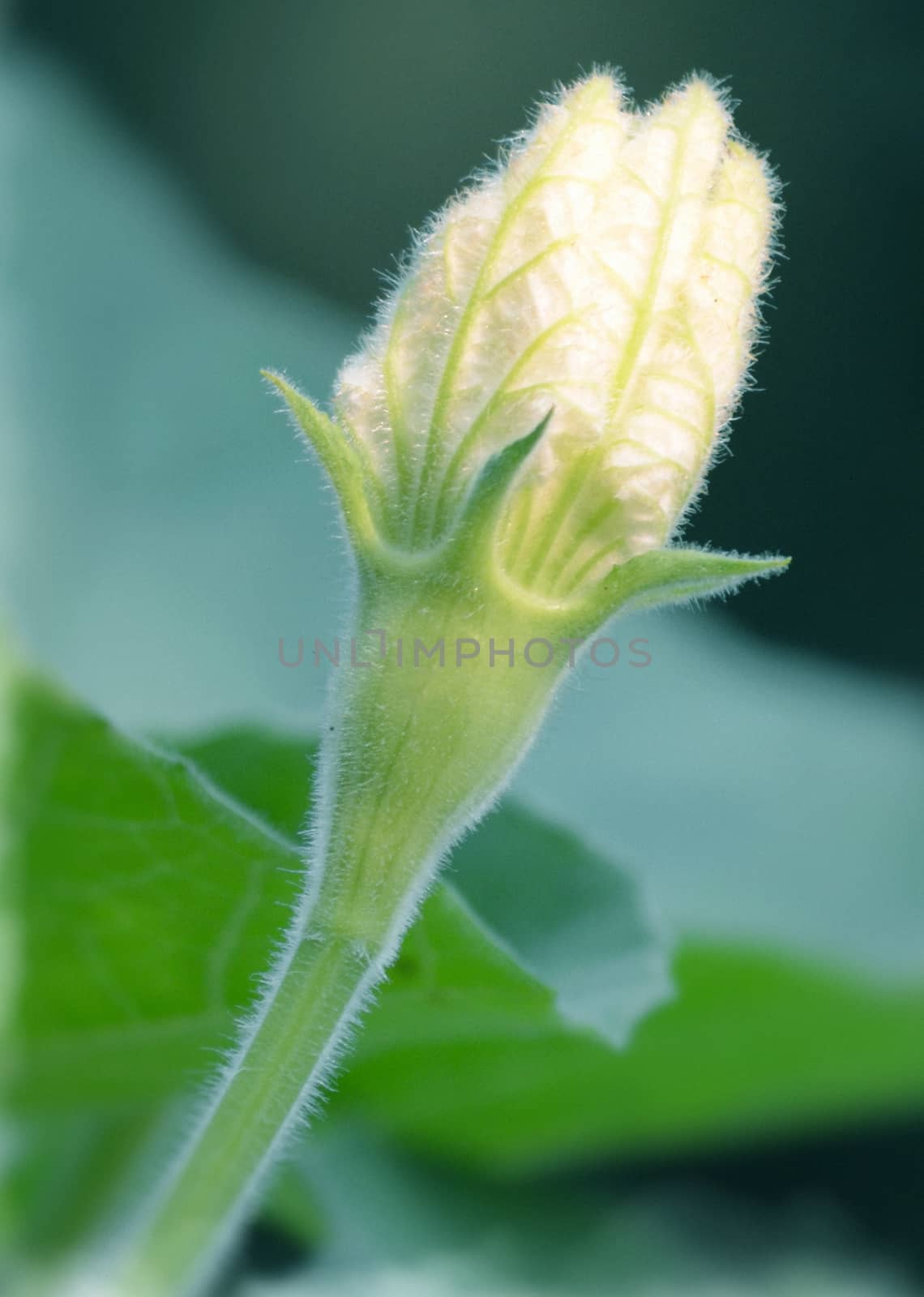 Natural flower isolate blur background