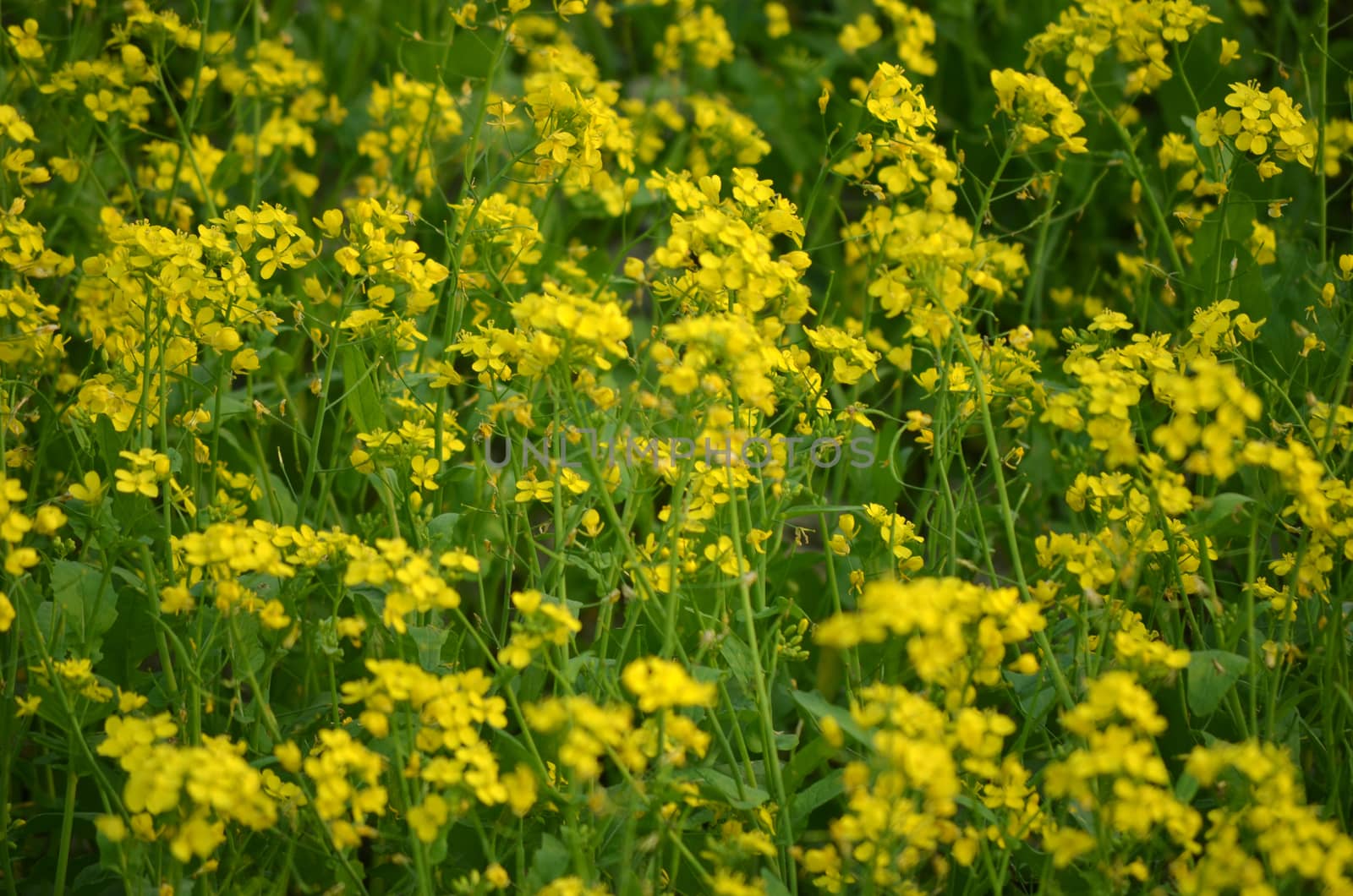 Beautiful yellow flower in field