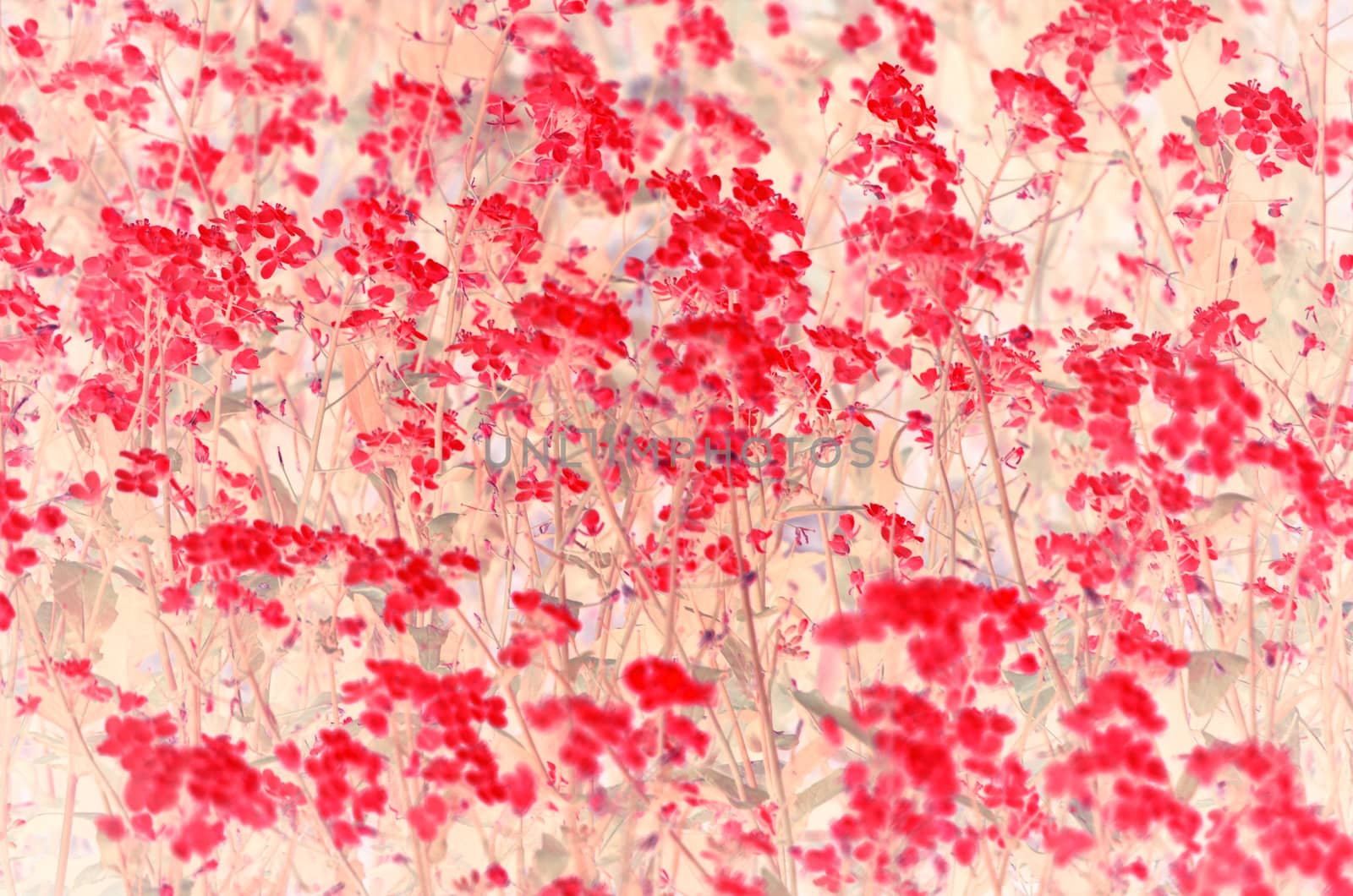 Pink and white blossom flower on natural parchment background.