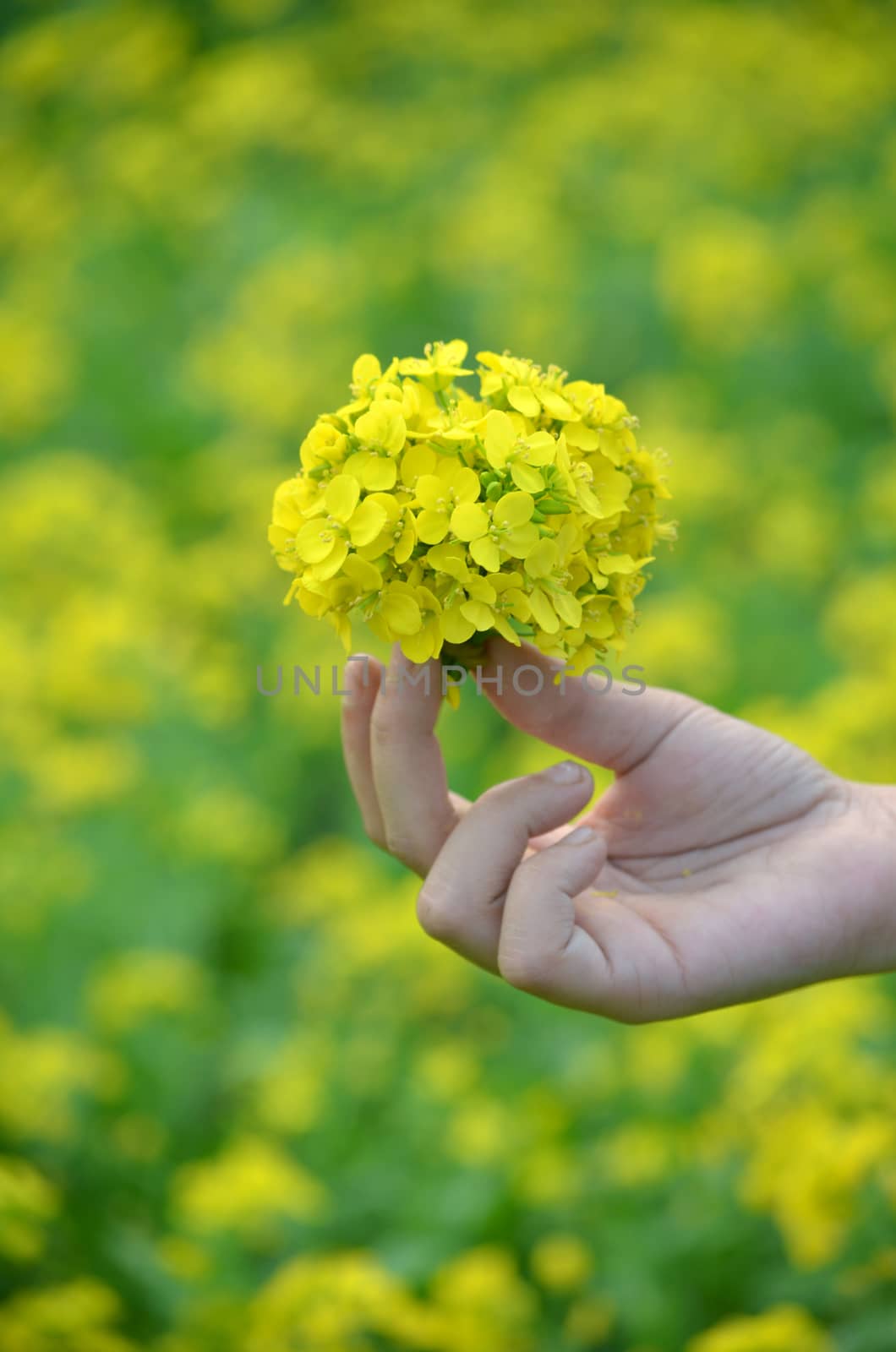 Yellow flower in hand with sunlight on garden field, isolate vintage style blur background. by Emdaduljs