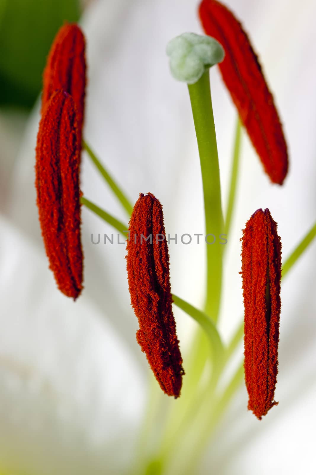   the flower of a lily photographed inside. close up. focus on a stamen